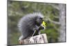 North American Porcupine Baby Holding Yellow Flower-null-Mounted Photographic Print