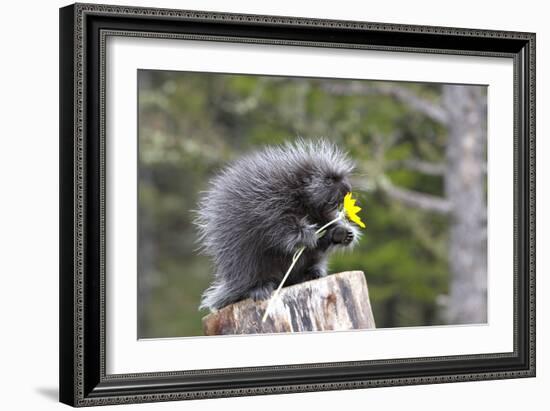 North American Porcupine Baby Holding Yellow Flower-null-Framed Photographic Print