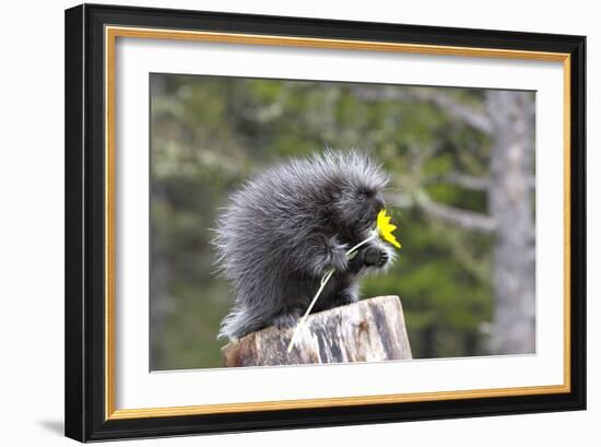 North American Porcupine Baby Holding Yellow Flower-null-Framed Photographic Print