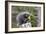 North American Porcupine Baby Holding Yellow Flower-null-Framed Photographic Print