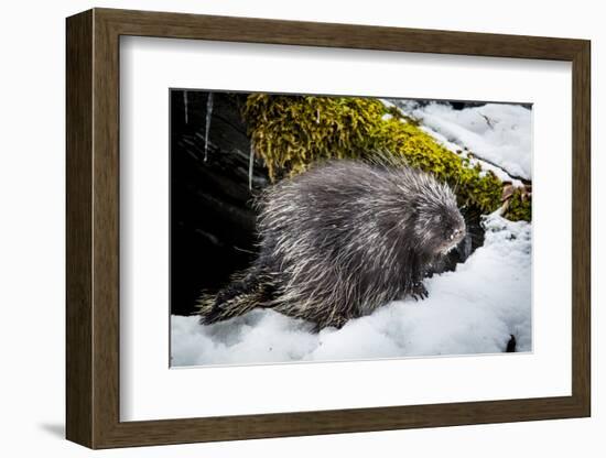 North American porcupine (Erethizon dorsatum), leaving its rocky den, Vermont, USA-Paul Williams-Framed Photographic Print