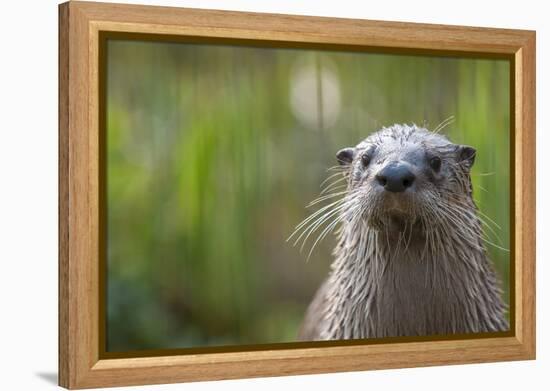 North American River Otter (Lutra Canadensis) Captive, Occurs in North America-Edwin Giesbers-Framed Premier Image Canvas