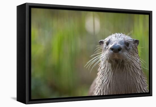 North American River Otter (Lutra Canadensis) Captive, Occurs in North America-Edwin Giesbers-Framed Premier Image Canvas