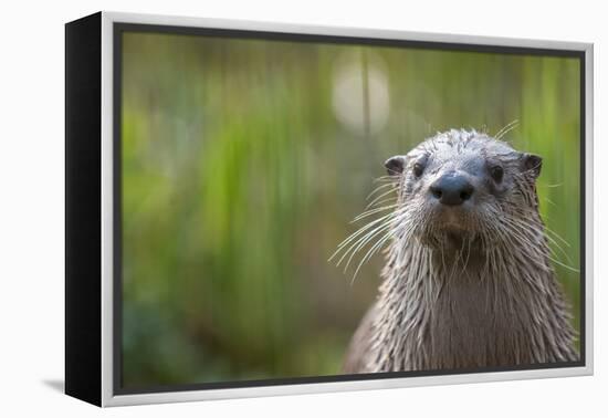 North American River Otter (Lutra Canadensis) Captive, Occurs in North America-Edwin Giesbers-Framed Premier Image Canvas