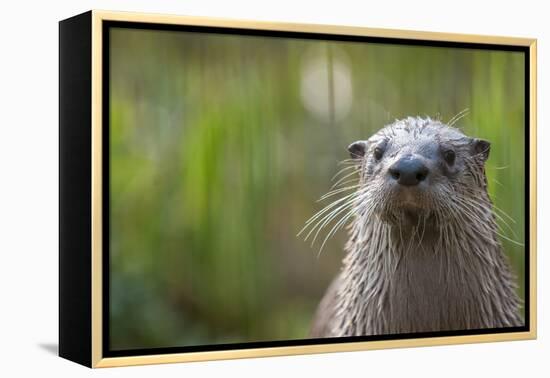 North American River Otter (Lutra Canadensis) Captive, Occurs in North America-Edwin Giesbers-Framed Premier Image Canvas