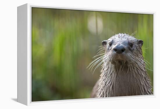 North American River Otter (Lutra Canadensis) Captive, Occurs in North America-Edwin Giesbers-Framed Premier Image Canvas