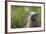 North American River Otter (Lutra Canadensis) Captive, Occurs in North America-Edwin Giesbers-Framed Photographic Print