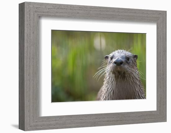 North American River Otter (Lutra Canadensis) Captive, Occurs in North America-Edwin Giesbers-Framed Photographic Print