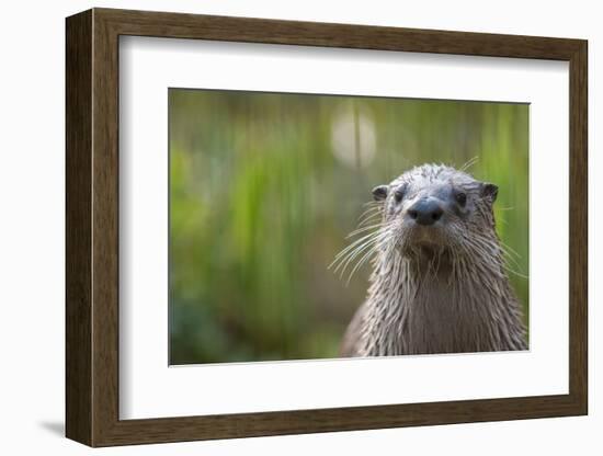 North American River Otter (Lutra Canadensis) Captive, Occurs in North America-Edwin Giesbers-Framed Photographic Print