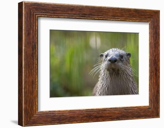 North American River Otter (Lutra Canadensis) Captive, Occurs in North America-Edwin Giesbers-Framed Photographic Print