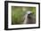 North American River Otter (Lutra Canadensis) Captive, Occurs in North America-Edwin Giesbers-Framed Photographic Print