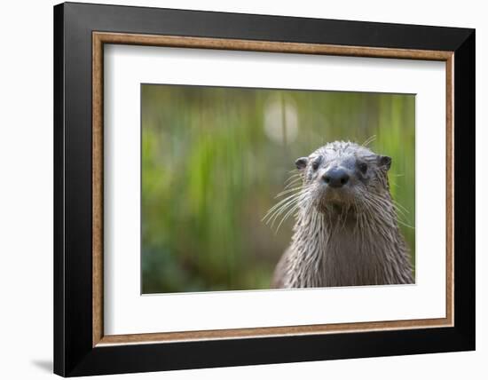 North American River Otter (Lutra Canadensis) Captive, Occurs in North America-Edwin Giesbers-Framed Photographic Print