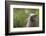 North American River Otter (Lutra Canadensis) Captive, Occurs in North America-Edwin Giesbers-Framed Photographic Print