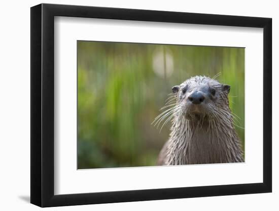 North American River Otter (Lutra Canadensis) Captive, Occurs in North America-Edwin Giesbers-Framed Photographic Print