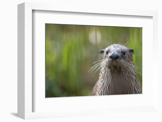 North American River Otter (Lutra Canadensis) Captive, Occurs in North America-Edwin Giesbers-Framed Photographic Print