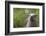 North American River Otter (Lutra Canadensis) Captive, Occurs in North America-Edwin Giesbers-Framed Photographic Print