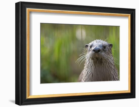 North American River Otter (Lutra Canadensis) Captive, Occurs in North America-Edwin Giesbers-Framed Photographic Print