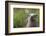 North American River Otter (Lutra Canadensis) Captive, Occurs in North America-Edwin Giesbers-Framed Photographic Print