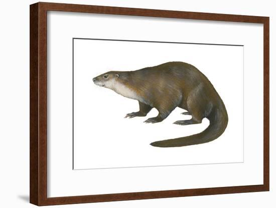 North American River Otter (Lutra Canadensis), Weasel, Mammals-Encyclopaedia Britannica-Framed Art Print