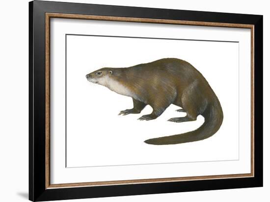 North American River Otter (Lutra Canadensis), Weasel, Mammals-Encyclopaedia Britannica-Framed Art Print