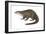 North American River Otter (Lutra Canadensis), Weasel, Mammals-Encyclopaedia Britannica-Framed Art Print