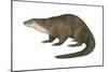 North American River Otter (Lutra Canadensis), Weasel, Mammals-Encyclopaedia Britannica-Mounted Art Print