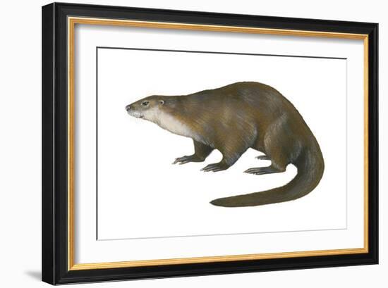 North American River Otter (Lutra Canadensis), Weasel, Mammals-Encyclopaedia Britannica-Framed Art Print