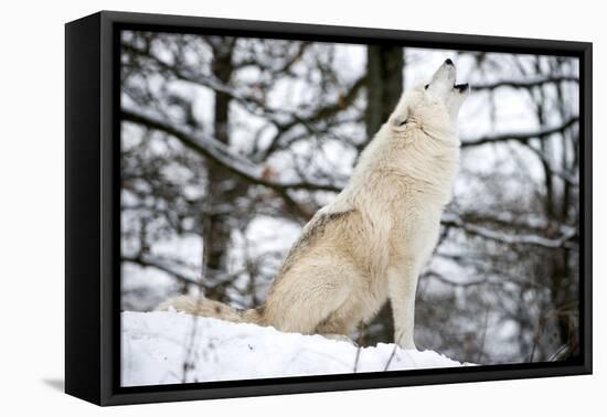 North American Timber Wolf, Canis Lupus Howling in the Snow in Deciduous Forest-Louise Murray-Framed Premier Image Canvas