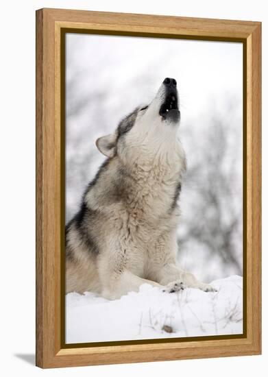 North American Timber Wolf (Canis Lupus) Howling in the Snow in Deciduous Forest-Louise Murray-Framed Premier Image Canvas