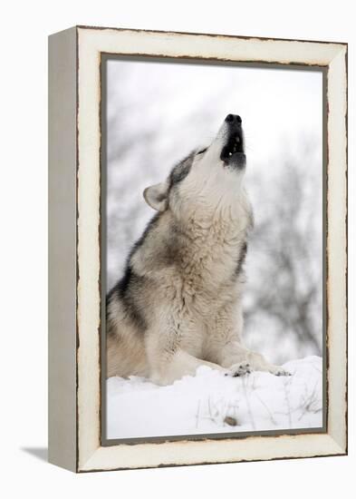 North American Timber Wolf (Canis Lupus) Howling in the Snow in Deciduous Forest-Louise Murray-Framed Premier Image Canvas