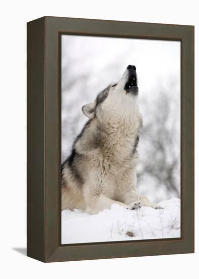 North American Timber Wolf (Canis Lupus) Howling in the Snow in Deciduous Forest-Louise Murray-Framed Premier Image Canvas