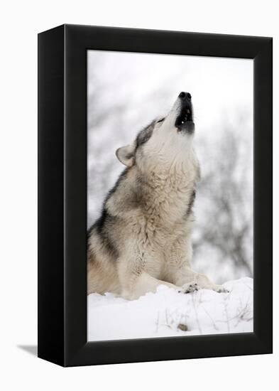 North American Timber Wolf (Canis Lupus) Howling in the Snow in Deciduous Forest-Louise Murray-Framed Premier Image Canvas