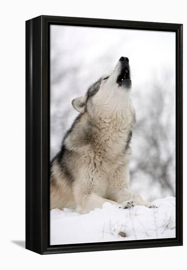 North American Timber Wolf (Canis Lupus) Howling in the Snow in Deciduous Forest-Louise Murray-Framed Premier Image Canvas