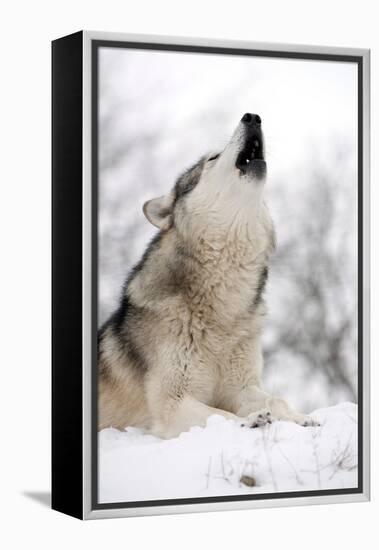 North American Timber Wolf (Canis Lupus) Howling in the Snow in Deciduous Forest-Louise Murray-Framed Premier Image Canvas