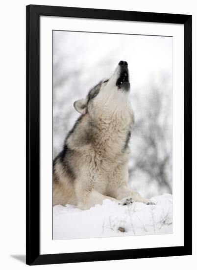 North American Timber Wolf (Canis Lupus) Howling in the Snow in Deciduous Forest-Louise Murray-Framed Photographic Print