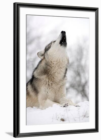 North American Timber Wolf (Canis Lupus) Howling in the Snow in Deciduous Forest-Louise Murray-Framed Photographic Print