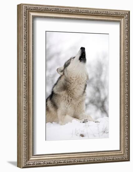 North American Timber Wolf (Canis Lupus) Howling in the Snow in Deciduous Forest-Louise Murray-Framed Photographic Print