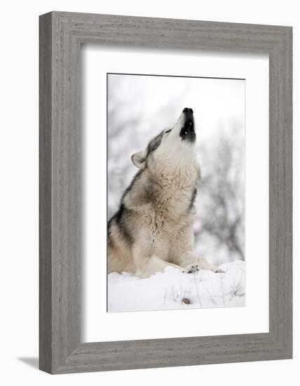 North American Timber Wolf (Canis Lupus) Howling in the Snow in Deciduous Forest-Louise Murray-Framed Photographic Print