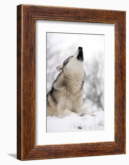 North American Timber Wolf (Canis Lupus) Howling in the Snow in Deciduous Forest-Louise Murray-Framed Photographic Print