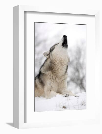 North American Timber Wolf (Canis Lupus) Howling in the Snow in Deciduous Forest-Louise Murray-Framed Photographic Print