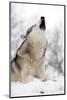 North American Timber Wolf (Canis Lupus) Howling in the Snow in Deciduous Forest-Louise Murray-Mounted Photographic Print