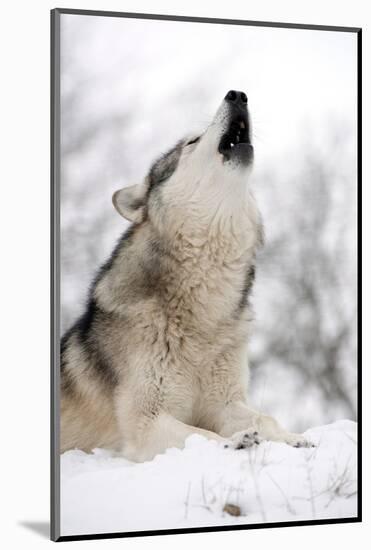 North American Timber Wolf (Canis Lupus) Howling in the Snow in Deciduous Forest-Louise Murray-Mounted Photographic Print