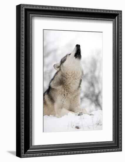 North American Timber Wolf (Canis Lupus) Howling in the Snow in Deciduous Forest-Louise Murray-Framed Photographic Print