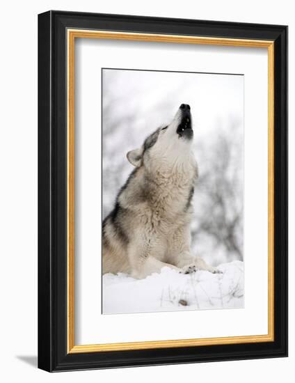 North American Timber Wolf (Canis Lupus) Howling in the Snow in Deciduous Forest-Louise Murray-Framed Photographic Print