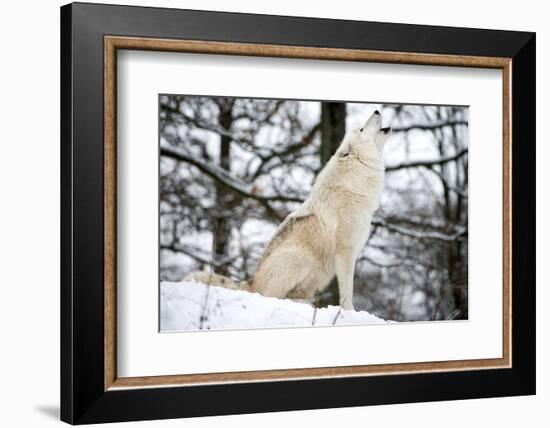 North American Timber Wolf, Canis Lupus Howling in the Snow in Deciduous Forest-Louise Murray-Framed Photographic Print