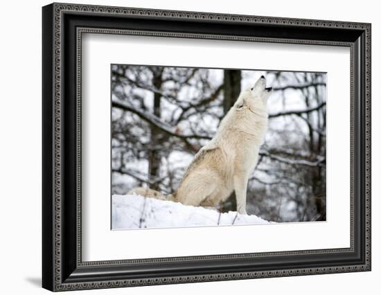 North American Timber Wolf, Canis Lupus Howling in the Snow in Deciduous Forest-Louise Murray-Framed Photographic Print