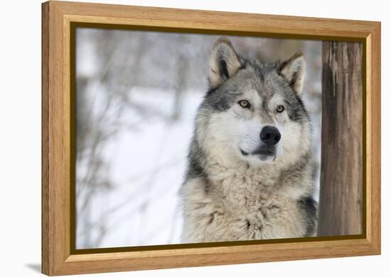 North American Timber Wolf (Canis Lupus) in Forest-Louise Murray-Framed Premier Image Canvas