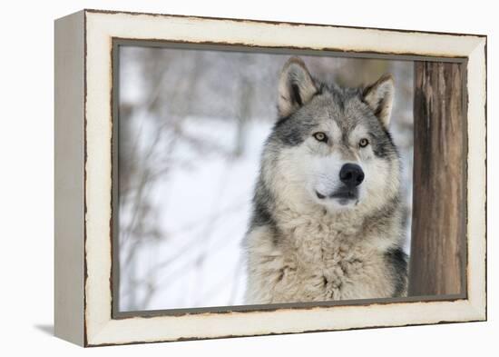 North American Timber Wolf (Canis Lupus) in Forest-Louise Murray-Framed Premier Image Canvas