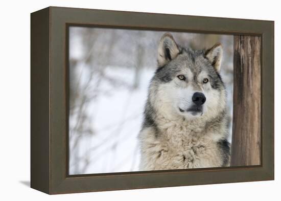 North American Timber Wolf (Canis Lupus) in Forest-Louise Murray-Framed Premier Image Canvas