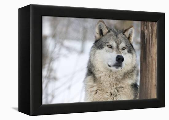 North American Timber Wolf (Canis Lupus) in Forest-Louise Murray-Framed Premier Image Canvas